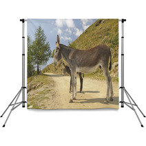 2 Donkeys , Equus Africanus Asinus Backdrops 80841703