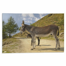 2 Donkeys , Equus Africanus Asinus Rugs 80841703