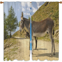2 Donkeys , Equus Africanus Asinus Window Curtains 80841703