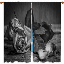A Black And White Vintage Image Of A Rose On Wooden Table Window Curtains 59417810