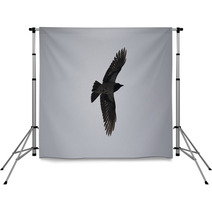 A Crow Flying In The Sky Backdrops 101157218