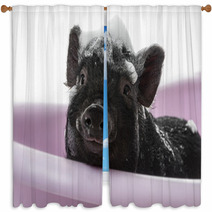 A Cute Little Piggy With A Soap Foam - Hygiene Concept Window Curtains 47923868