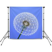 A Dandelion On Blue Background Backdrops 62808922