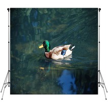 A Duck On The Water Backdrops 99980141