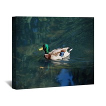 A Duck On The Water Wall Art 99980141