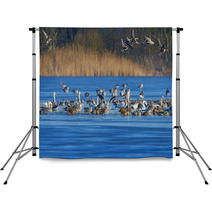 A Flock Of Geese (Anser Albifrons And Anser Anser) On A Pond Backdrops 77554867