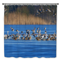A Flock Of Geese (Anser Albifrons And Anser Anser) On A Pond Bath Decor 77554867