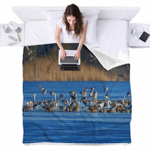 A Flock Of Geese (Anser Albifrons And Anser Anser) On A Pond Blankets 77554867