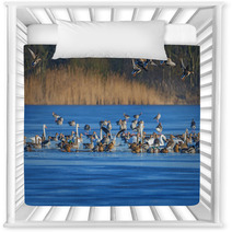 A Flock Of Geese (Anser Albifrons And Anser Anser) On A Pond Nursery Decor 77554867