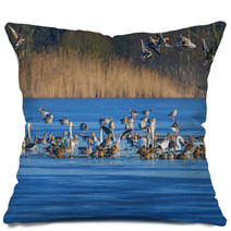 A Flock Of Geese (Anser Albifrons And Anser Anser) On A Pond Pillows 77554867
