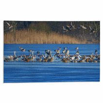 A Flock Of Geese (Anser Albifrons And Anser Anser) On A Pond Rugs 77554867