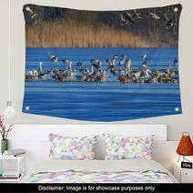 A Flock Of Geese (Anser Albifrons And Anser Anser) On A Pond Wall Art 77554867