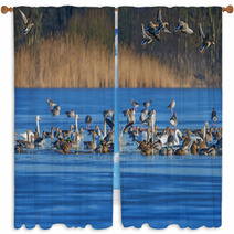 A Flock Of Geese (Anser Albifrons And Anser Anser) On A Pond Window Curtains 77554867