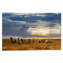 A Herd Of Sheep In A Field Rugs 64072039
