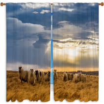 A Herd Of Sheep In A Field Window Curtains 64072039