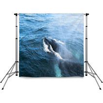A Humpback Whale Backdrops 43002872