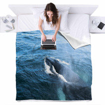 A Humpback Whale Blankets 43002872
