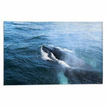 A Humpback Whale Rugs 43002872