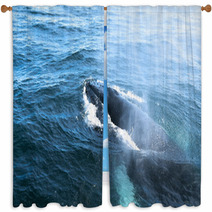 A Humpback Whale Window Curtains 43002872