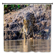 A Jaguar Entering The Cuiaba River In The Pantanal Bath Decor 98507687