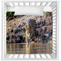 A Jaguar Entering The Cuiaba River In The Pantanal Nursery Decor 98507687