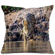 A Jaguar Entering The Cuiaba River In The Pantanal Pillows 98507687