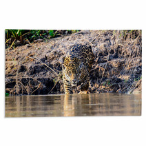 A Jaguar Entering The Cuiaba River In The Pantanal Rugs 98507687