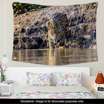 A Jaguar Entering The Cuiaba River In The Pantanal Wall Art 98507687