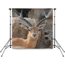 A Male Impala (Aepyceros Melampus) That Has Broken Free From A W Backdrops 93416046