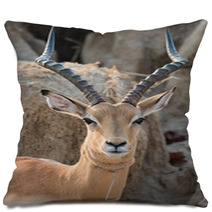 A Male Impala (Aepyceros Melampus) That Has Broken Free From A W Pillows 93416046