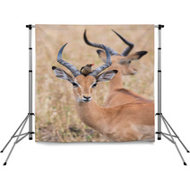 A Male Impala (Aepyceros Melampus) With A Red-billed Oxpecker Pe Backdrops 98458521