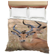 A Male Impala (Aepyceros Melampus) With A Red-billed Oxpecker Pe Bedding 98458521