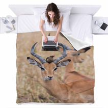 A Male Impala (Aepyceros Melampus) With A Red-billed Oxpecker Pe Blankets 98458521