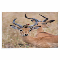 A Male Impala (Aepyceros Melampus) With A Red-billed Oxpecker Pe Rugs 98458521