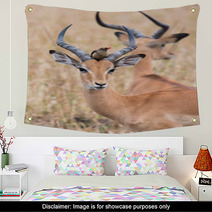 A Male Impala (Aepyceros Melampus) With A Red-billed Oxpecker Pe Wall Art 98458521
