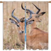 A Male Impala (Aepyceros Melampus) With A Red-billed Oxpecker Pe Window Curtains 98458521