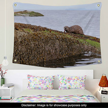 A North American River Otter (Lontra Canadensis) Snacking On An Octopus.  Shot On Gabriola Island, British Columbia, Canada.. Wall Art 93797987