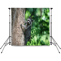 A Raccoon Climbing A Tree. Backdrops 99742658