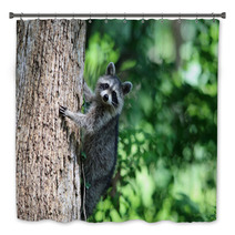 A Raccoon Climbing A Tree. Bath Decor 99742658