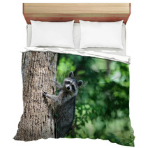 A Raccoon Climbing A Tree. Bedding 99742658