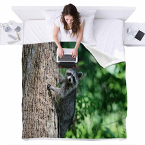 A Raccoon Climbing A Tree. Blankets 99742658
