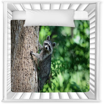 A Raccoon Climbing A Tree. Nursery Decor 99742658
