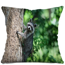 A Raccoon Climbing A Tree. Pillows 99742658