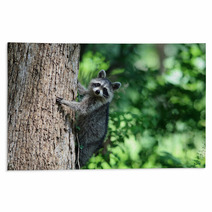 A Raccoon Climbing A Tree. Rugs 99742658