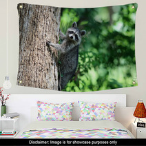 A Raccoon Climbing A Tree. Wall Art 99742658