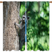 A Raccoon Climbing A Tree. Window Curtains 99742658