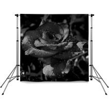 A Rose In The Dew Backdrops 68024813