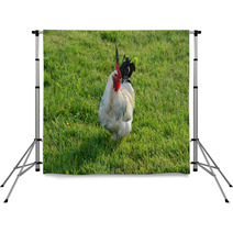 A White Sussex Cockerel In A Field
 Backdrops 100871304