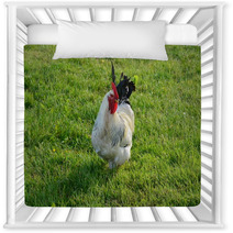 A White Sussex Cockerel In A Field
 Nursery Decor 100871304