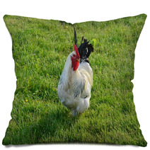 A White Sussex Cockerel In A Field
 Pillows 100871304